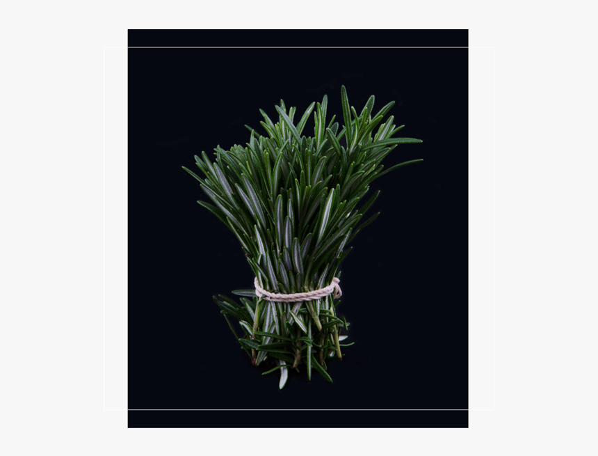 Grass, HD Png Download