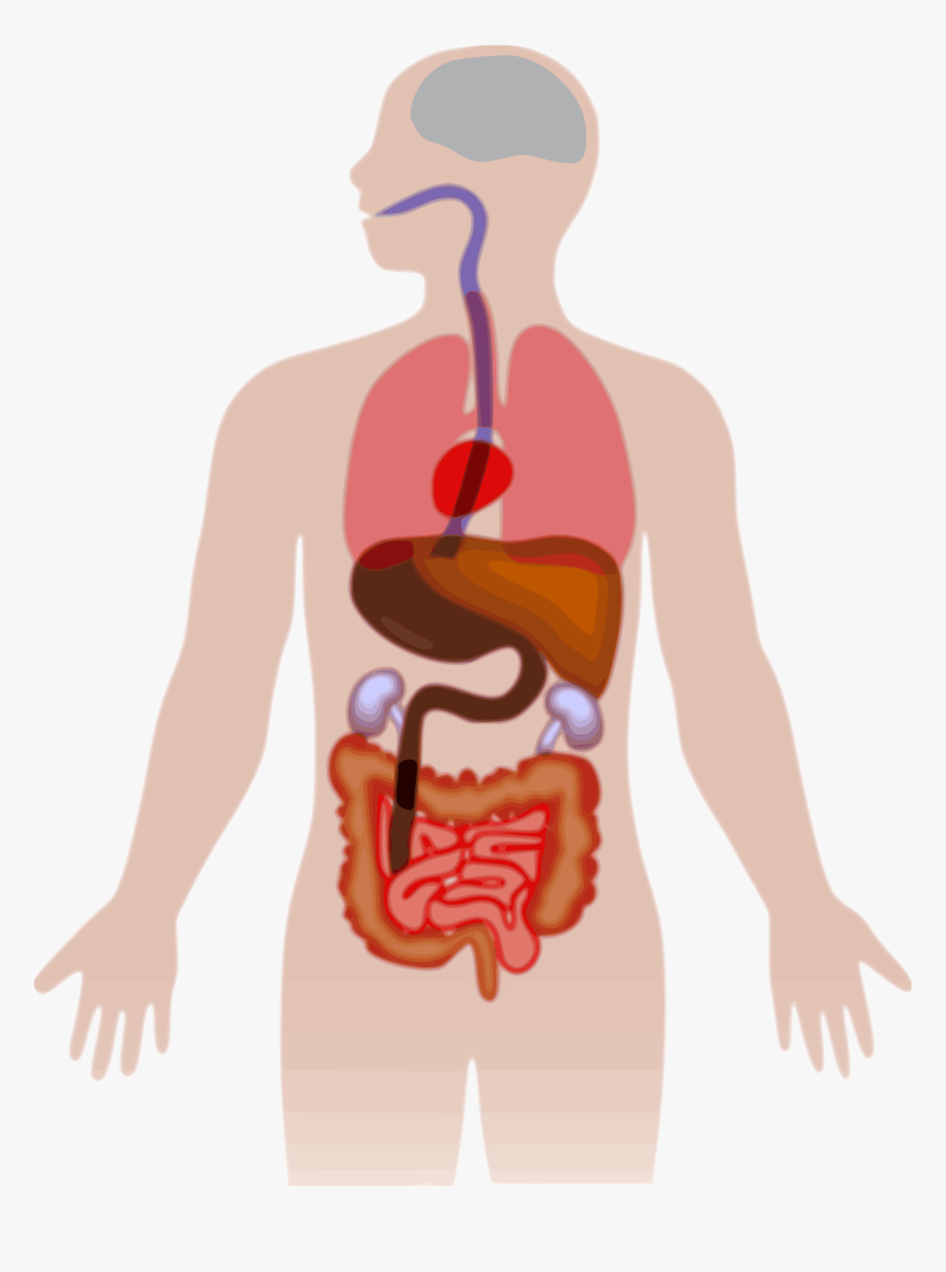 28 Collection Of Human Body Clipart Png - Human Body Organs Clipart, Transparent Png