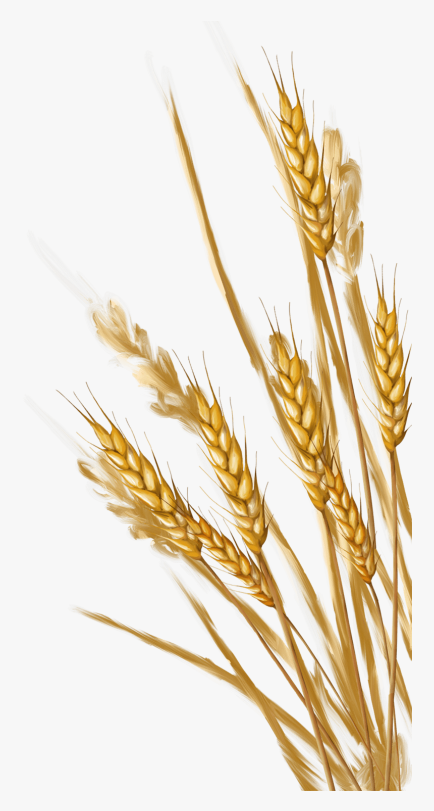 Wheat - Wheat Png, Transparent Png