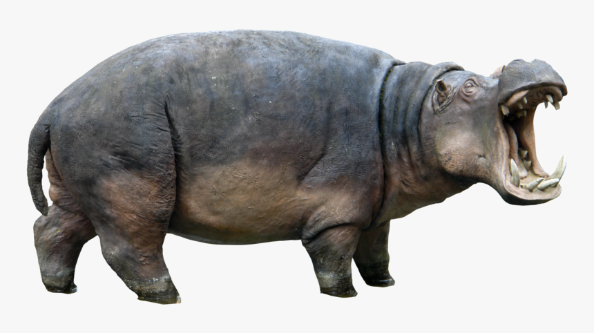 Hippopotamus Png, Transparent Png