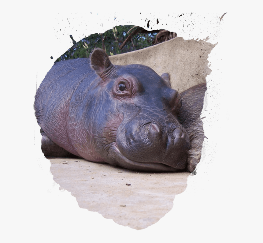 Infant , Png Download - Hippopotamus, Transparent Png