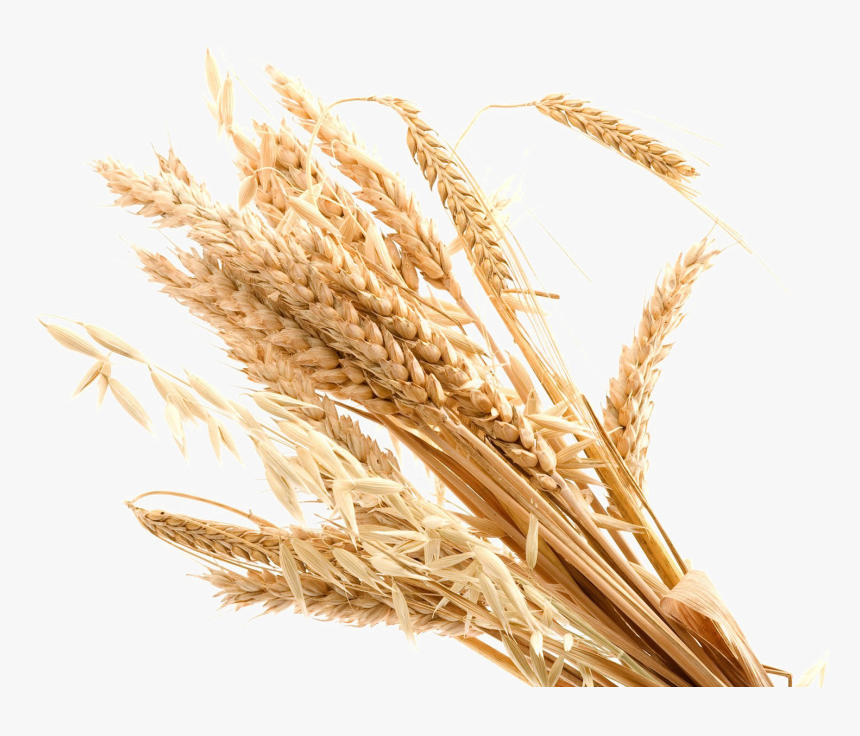 Wheat Transparent Background Png - Transparent Transparent Background Wheat Png, Png Download