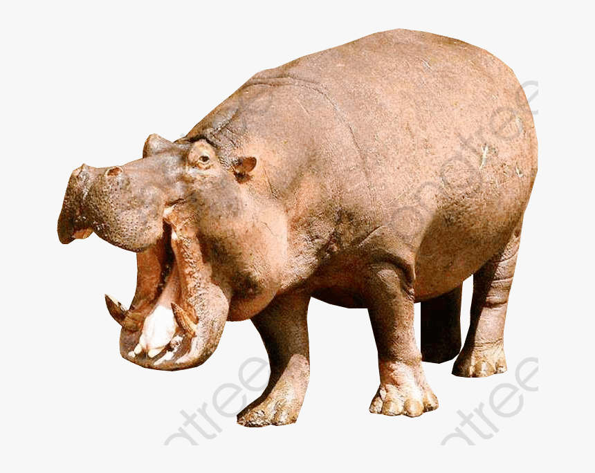 Animal Hippopotamus, Animal Clipart, Hippo, Animal - Hippopotamus Png, Transparent Png