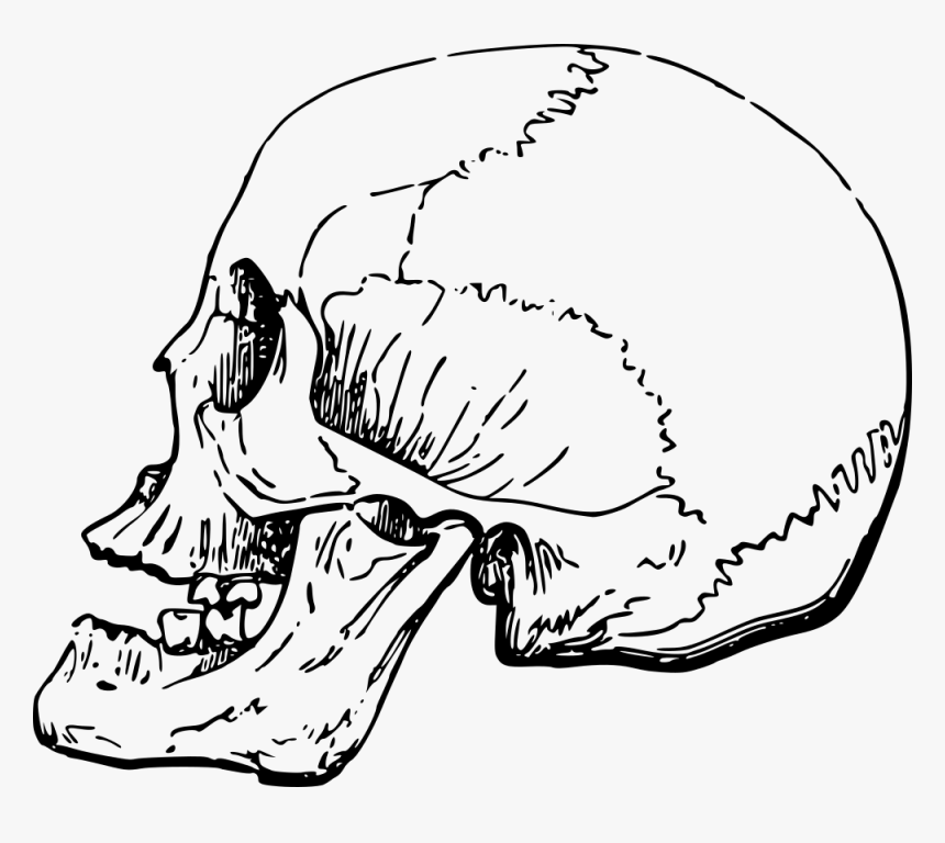Human Nose Skull Side, HD Png Download