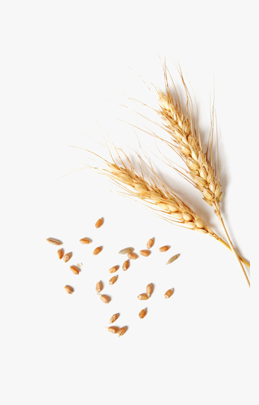Wheat Png Clipart - Single Wheat Grain Png, Transparent Png