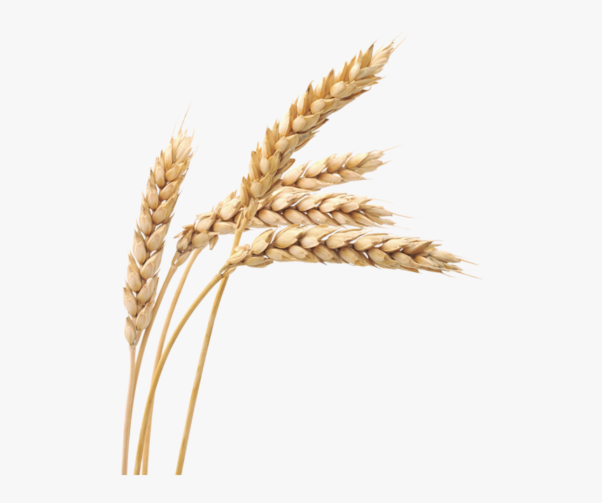 Wheat Png Image - Transparent Wheat Grain Png, Png Download