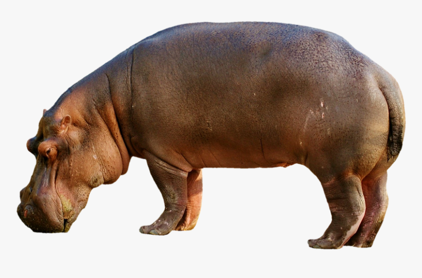 Hippopotamus, Hippo, Mammal, Zoo, Africa, Animal World - Hippopotamus Png, Transparent Png