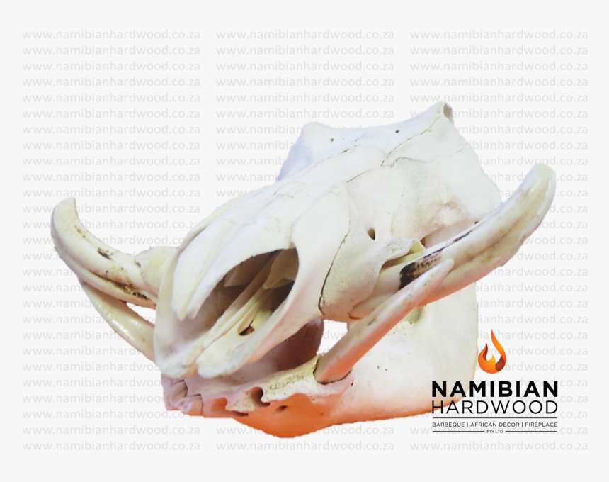 Skull, HD Png Download