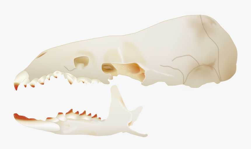 Transparent Side Skull Png - American Pygmy Shrew Skull, Png Download