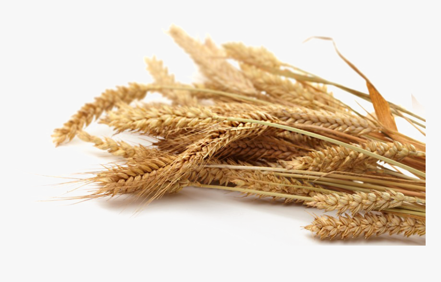 Grain Png Transparent Picture - Grain Png, Png Download