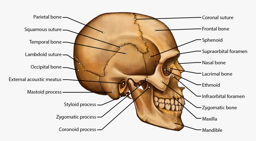 Clip Art Brittany Clark - Skull Side View Diagram, HD Png Download