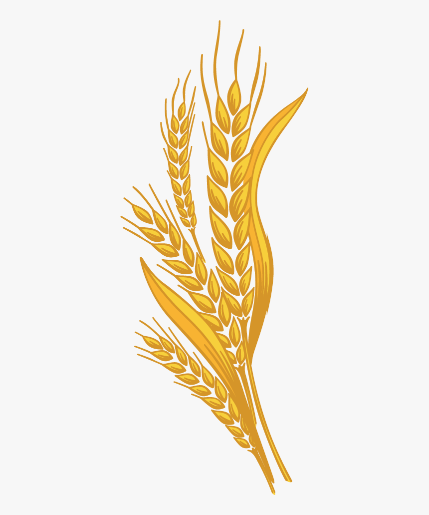 Wheat Png - Trigo Cerveja Png, Transparent Png