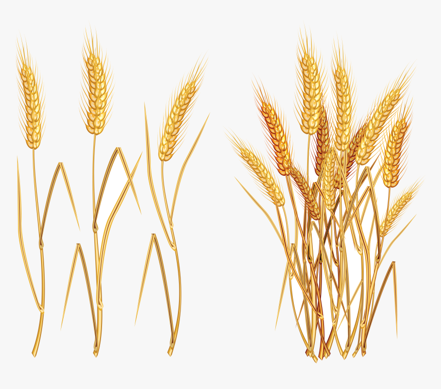 Wheat Vector Plant Transparent Clipart Free Ya Png - Clipart Wheat, Png Download