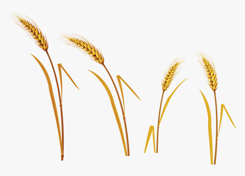 Wheat Transparent Png Pictures Icons And Png - Phragmites, Png Download