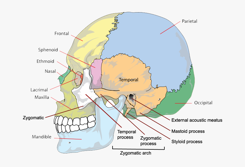 Side Skull Bones & Processes - Different Parts Of Head, HD Png Download
