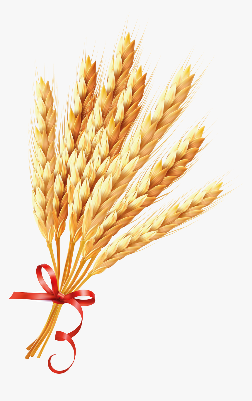 Wheat - Wheat Png, Transparent Png