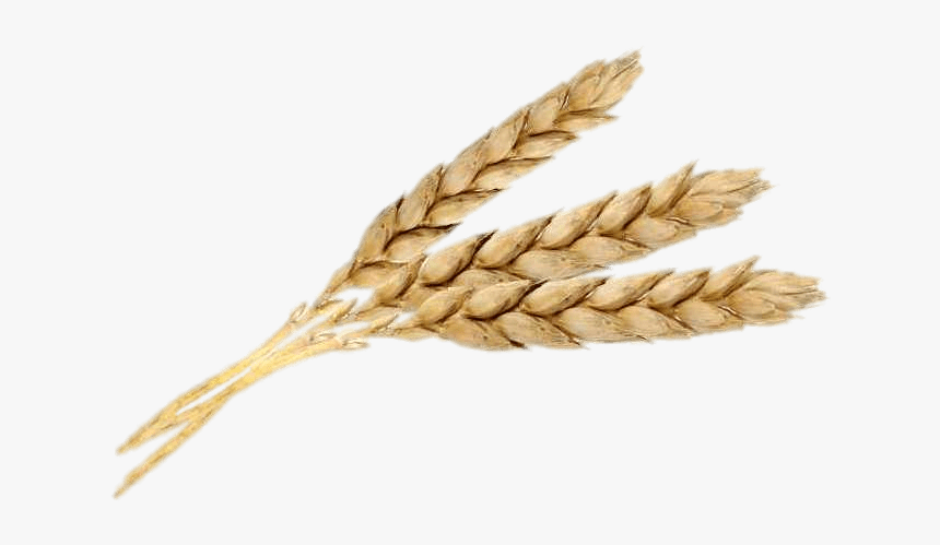 Three Wheat Spikes - Wheat Three, HD Png Download