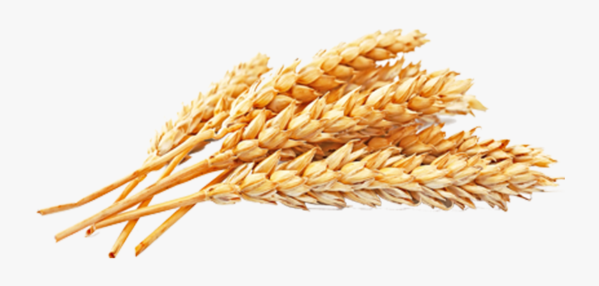 Wheat Png Free Download - Wheat Grains Png, Transparent Png