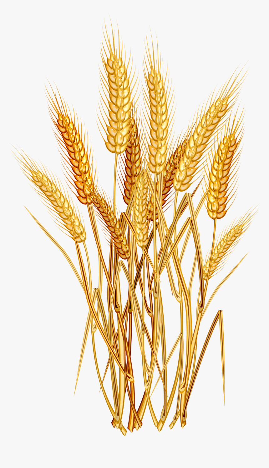 Grain Plant Png - Clipart Wheat, Transparent Png