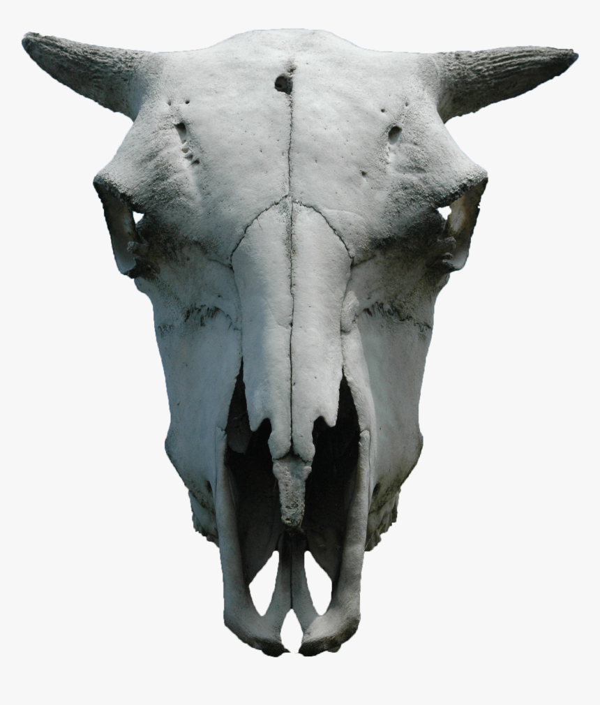 Clip Art Free Photo Skull Skeleton - Animal Skull With Transparent Background, HD Png Download