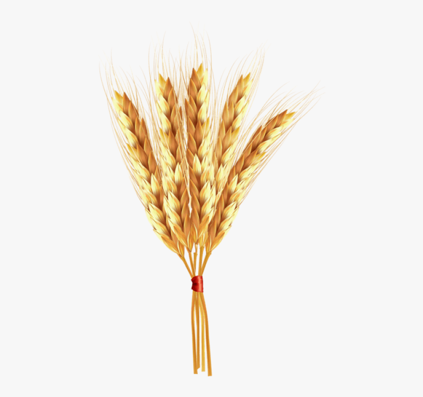 Transparent Wheat Png - Einkorn Wheat, Png Download