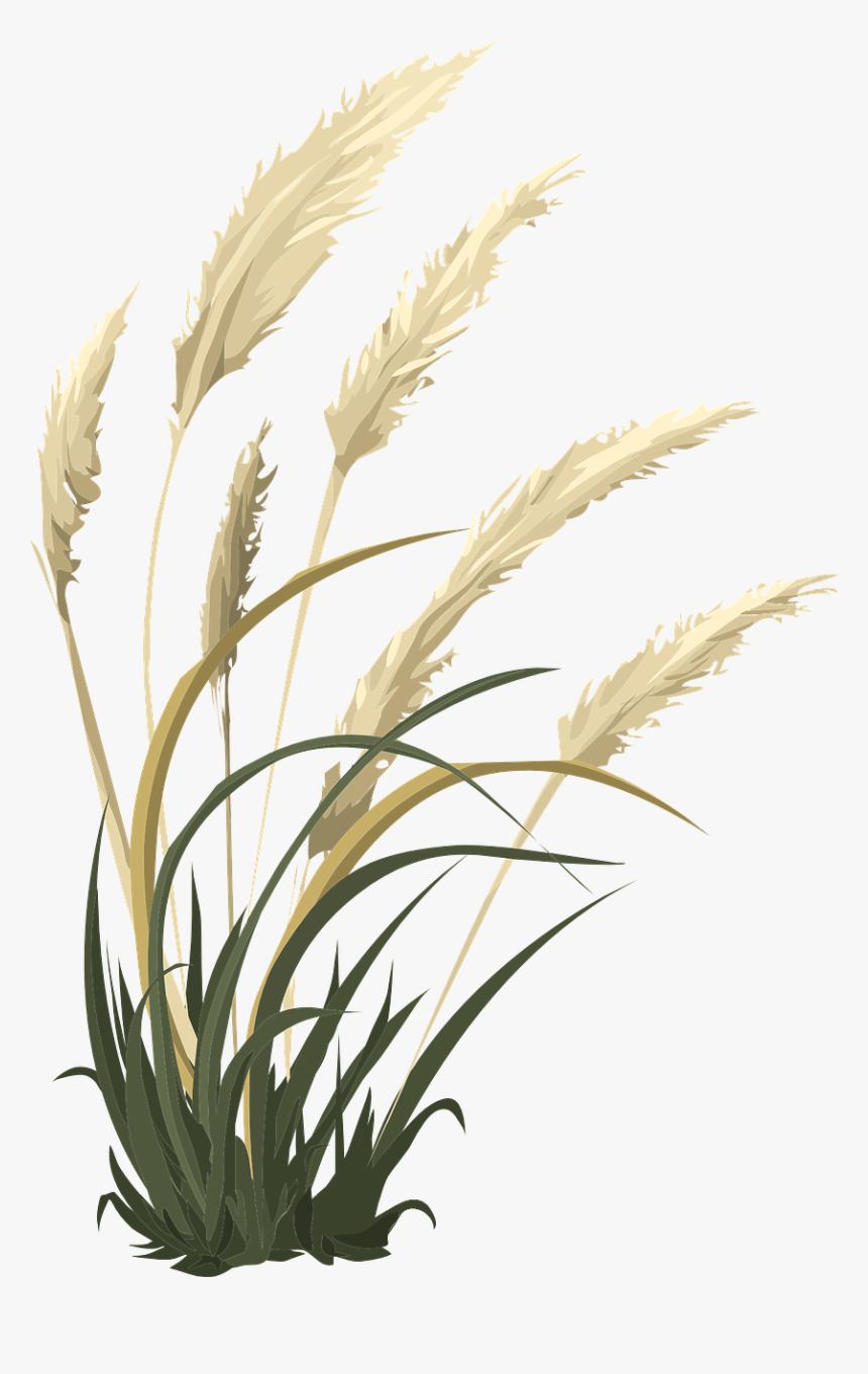 Pampas Png, Transparent Png