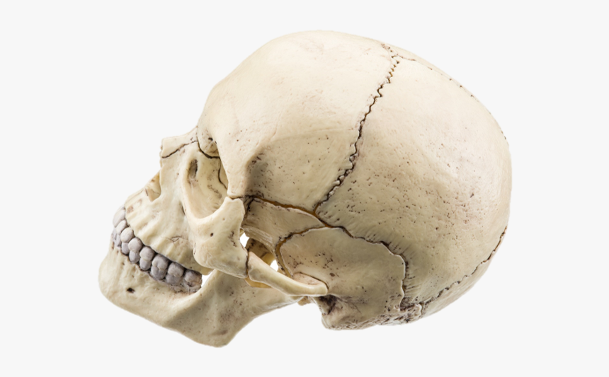 Picture - Flat Bones In Skull, HD Png Download
