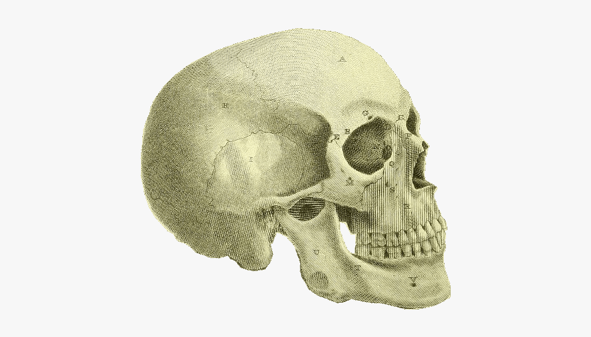 Skull, HD Png Download