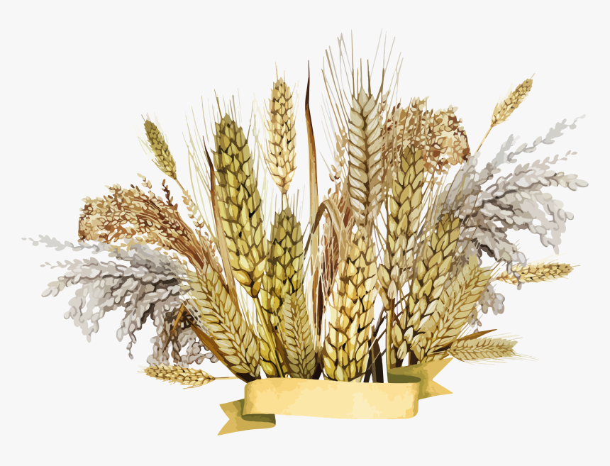 Grown, Cultivation, Wheat Drawing Image, HD Png Download