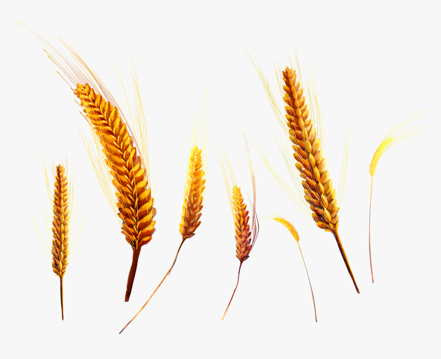 Wheat - Колосья Пнг, HD Png Download