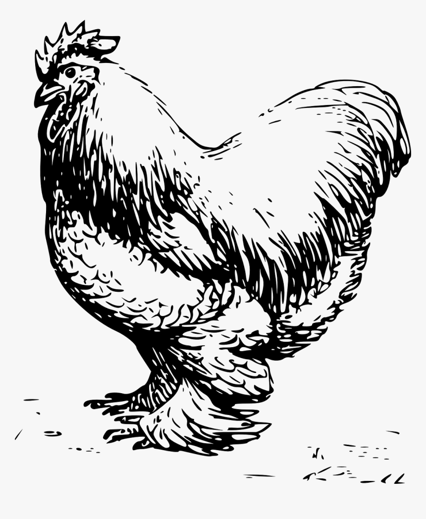 Clip Art Black And White Chicken, HD Png Download