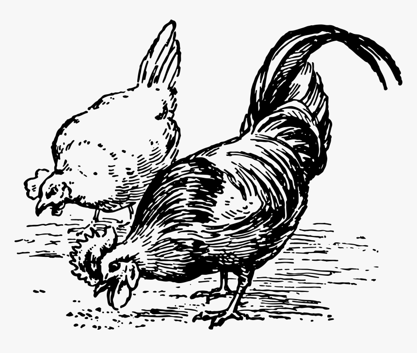 Chickens Pecking Poultry Hen Bird - Chickens Clipart Black And White, HD Png Download