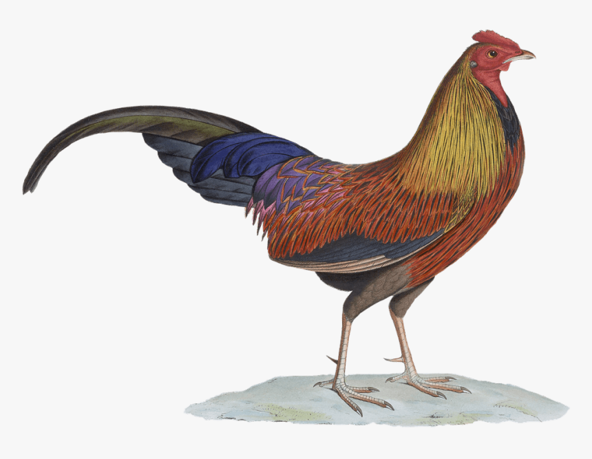 Rooster Drawing - Sri Lankan Junglefowl Png, Transparent Png