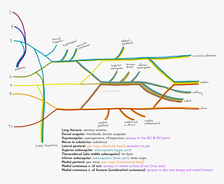 Brachial Plexus Mnemonic Beer, HD Png Download