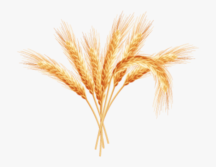 Transparent Wheat Plant Clipart - Wheat Plant Png Transparent Background, Png Download