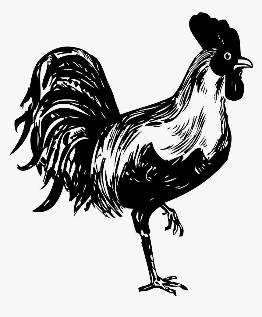 Rooster Drawing Png, Transparent Png