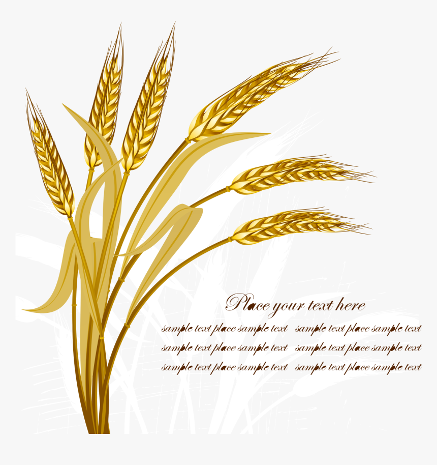 Wheat Harvest Crop - Wheat Png Vector, Transparent Png