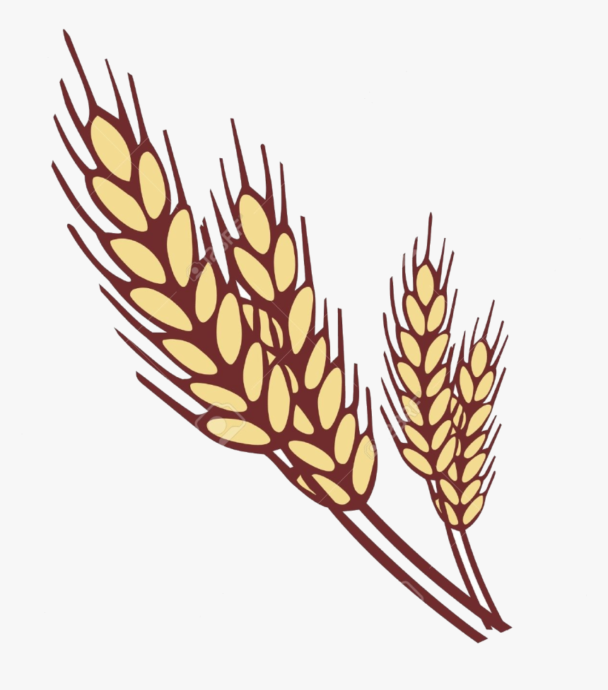 Wheat Collection Of Clipart Images In Transparent Png - Ear Of Wheat Clipart, Png Download