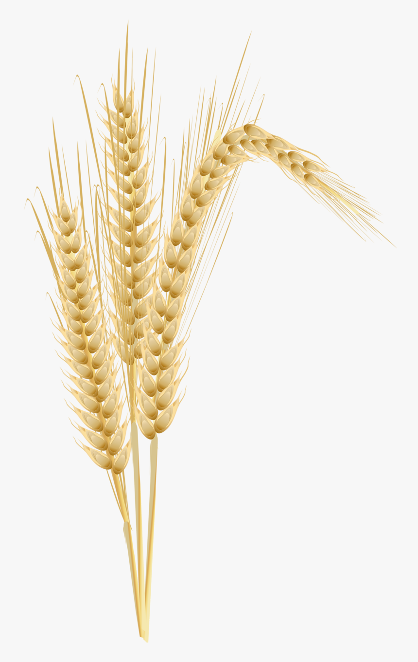 Transparent Wheat - Wheat Tree Clipart, HD Png Download