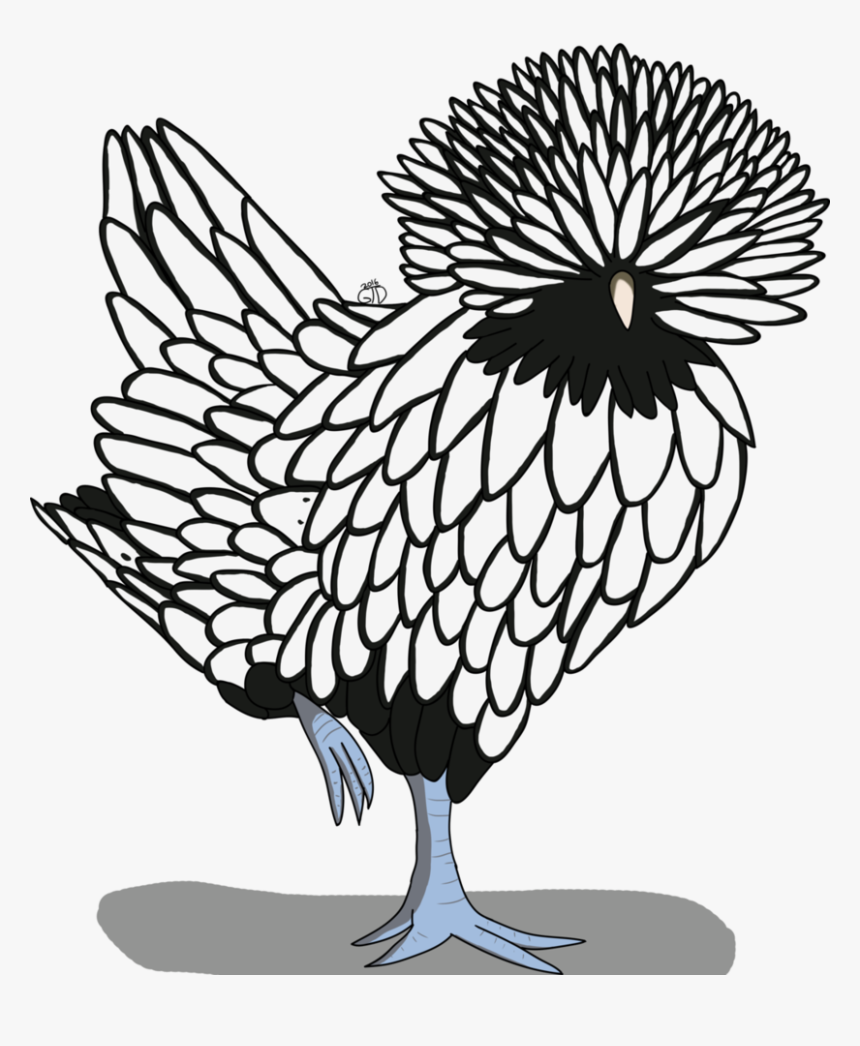 Drawing Clipart Hen - Polish Chicken Drawing, HD Png Download