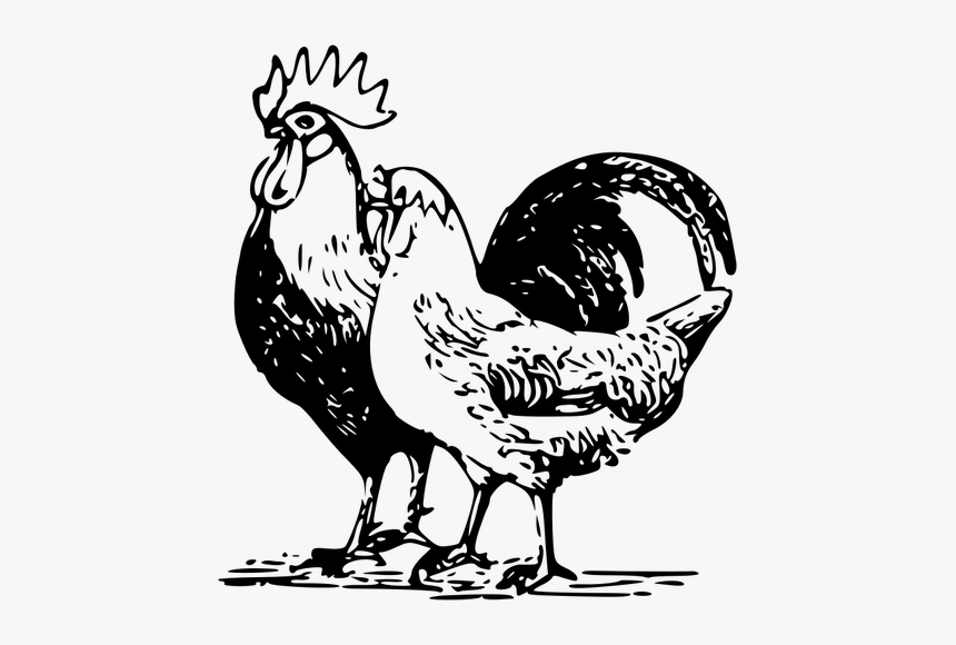 Poultry Drawing - Poultry Clipart, HD Png Download