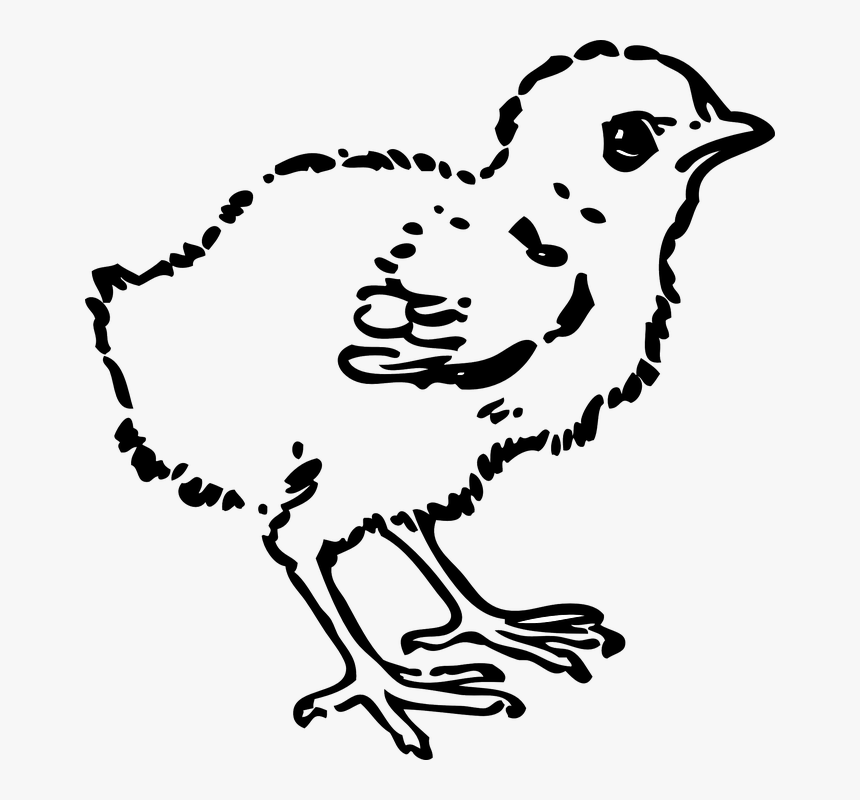 Chick, Young Chicken, Hatchling, Baby Chicken, Chicken - Black And White Clip Art Chick, HD Png Download