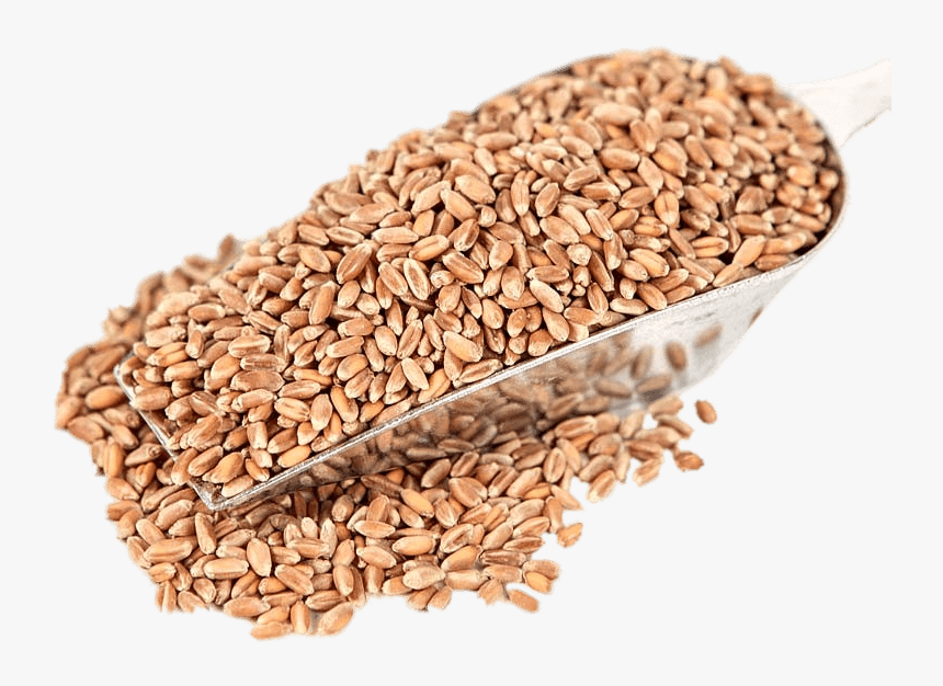 Red Wheat - Whole Wheat Grain 1kg, HD Png Download