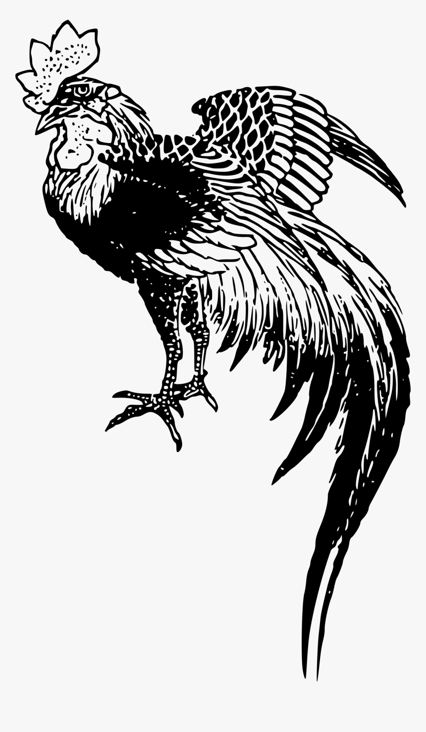 Chicken Rooster Drawing - Mean Rooster Drawing, HD Png Download