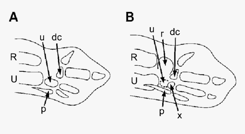 Embryonic Chicken Wing Bud At - Drawing, HD Png Download