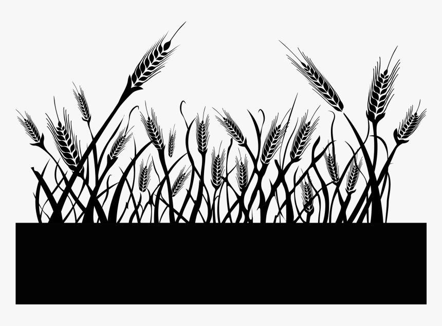 Triticale , Png Download - Triticale, Transparent Png