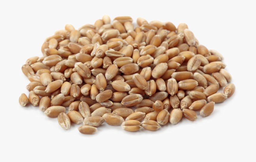 Wheat Png Download Image - Png Wheat Seed Vector Hd, Transparent Png
