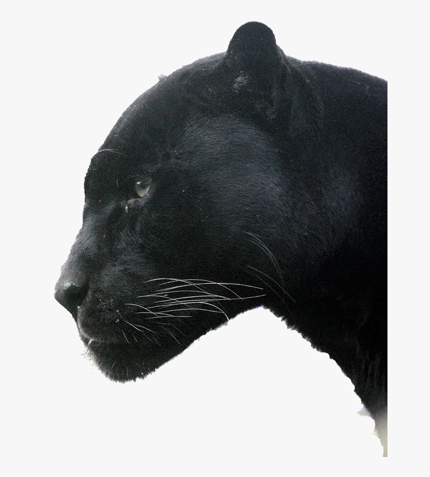 Jaguar, HD Png Download