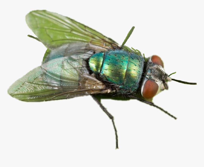 Transparent Mosca Png - Lucilia Sericata, Png Download