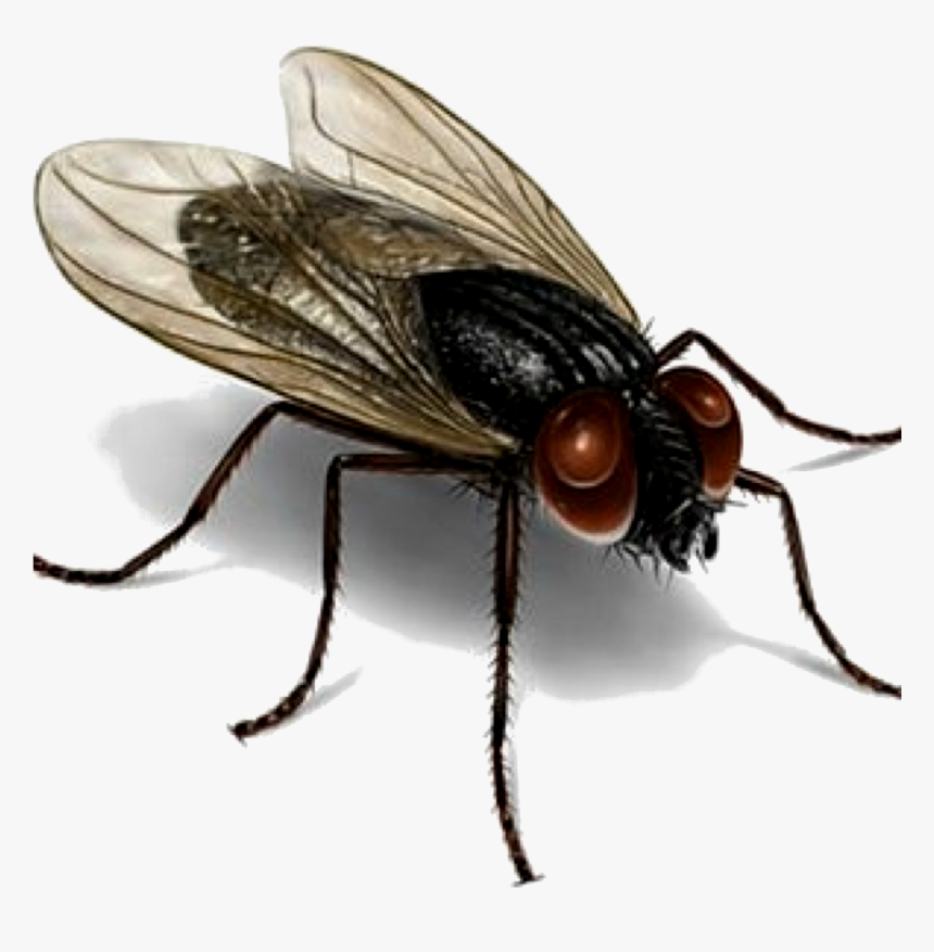 Los Organismos Patógenos Son Recolectados Por Las Moscas - House Fly, HD Png Download